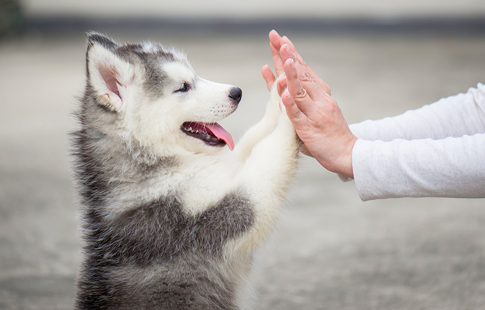 puppy giving its owner high five