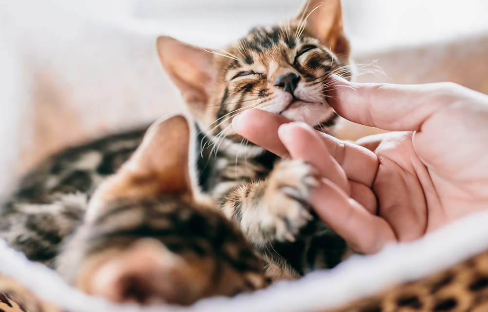 Kitten mit Hand