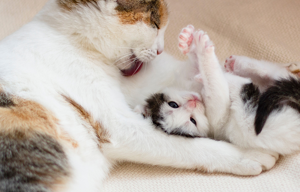 Katze erwachsen und kitten