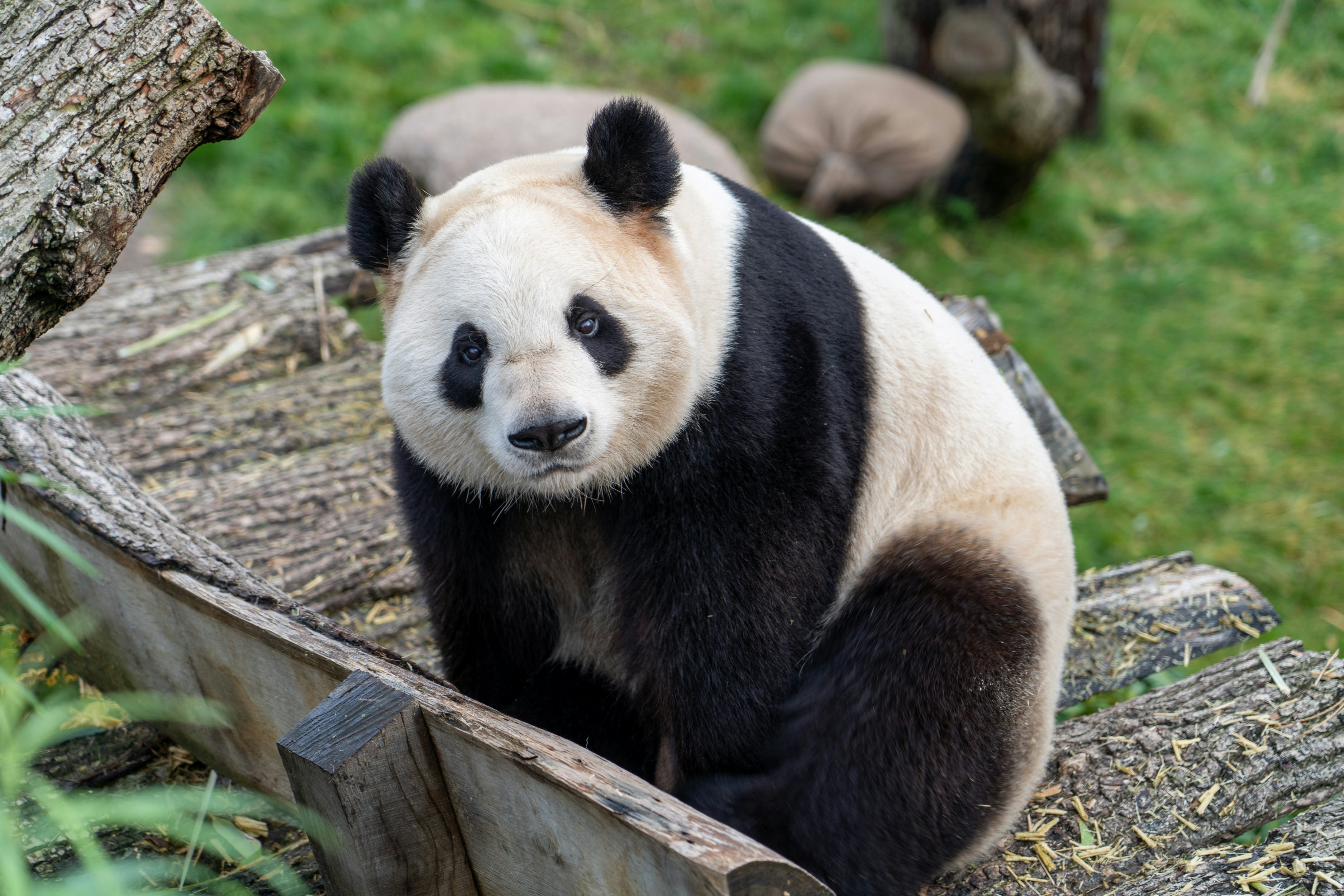 Panda, Photo by Lukas W. on Unsplash