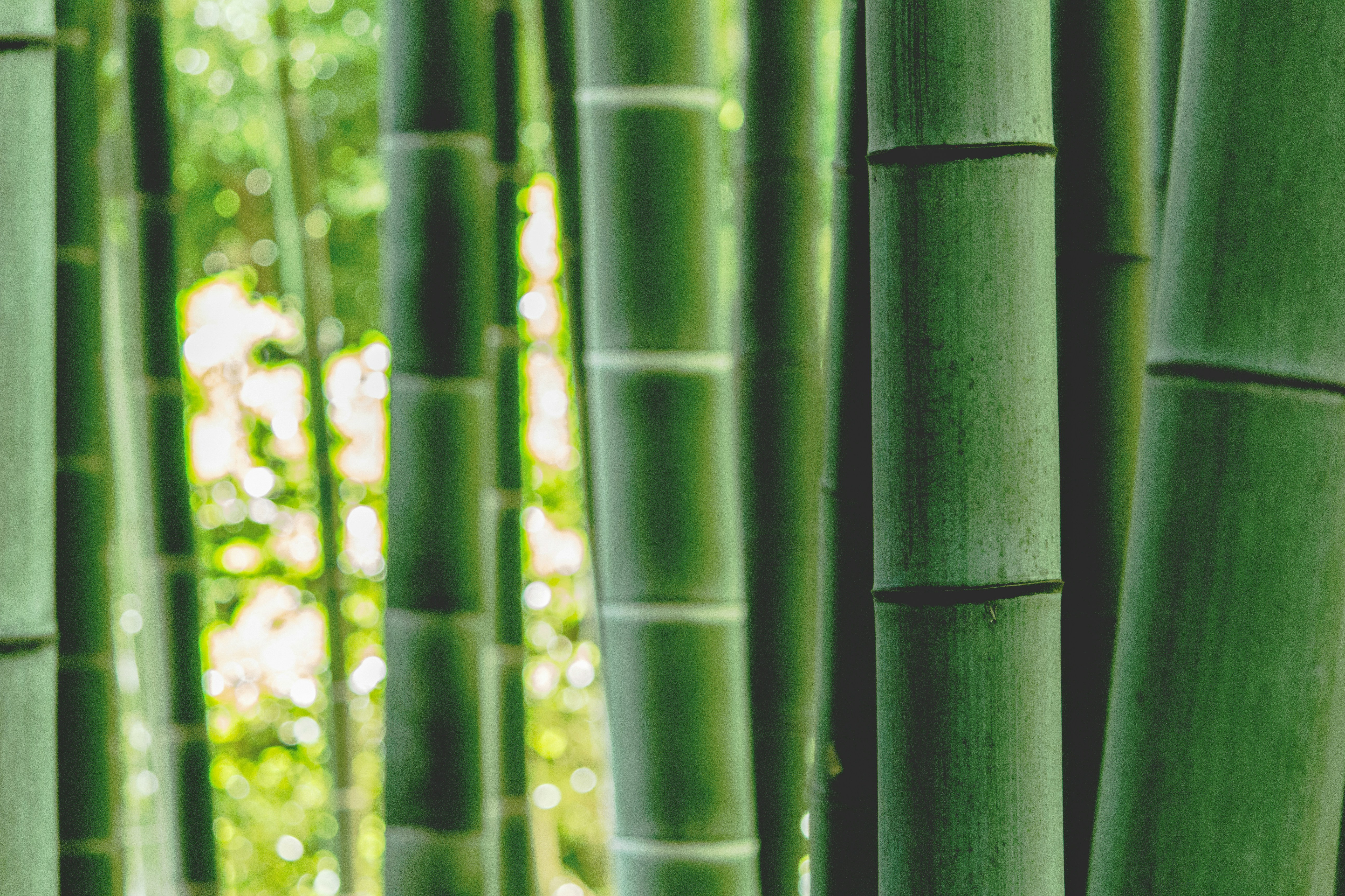 Bamboo, Photo by zoo monkey on Unsplash