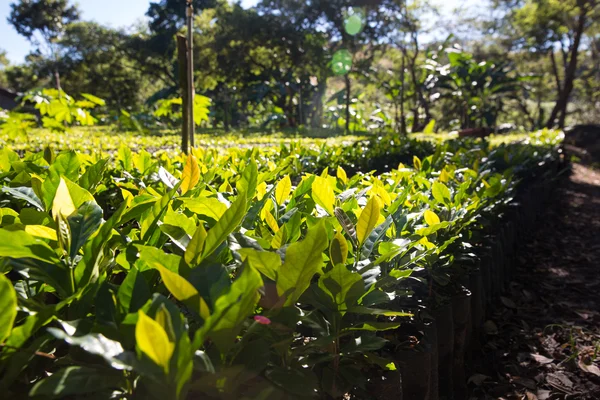 Coffee field