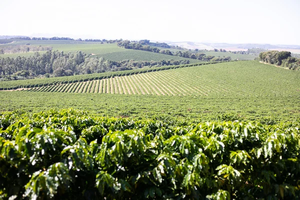 Coffee growing in Brazil