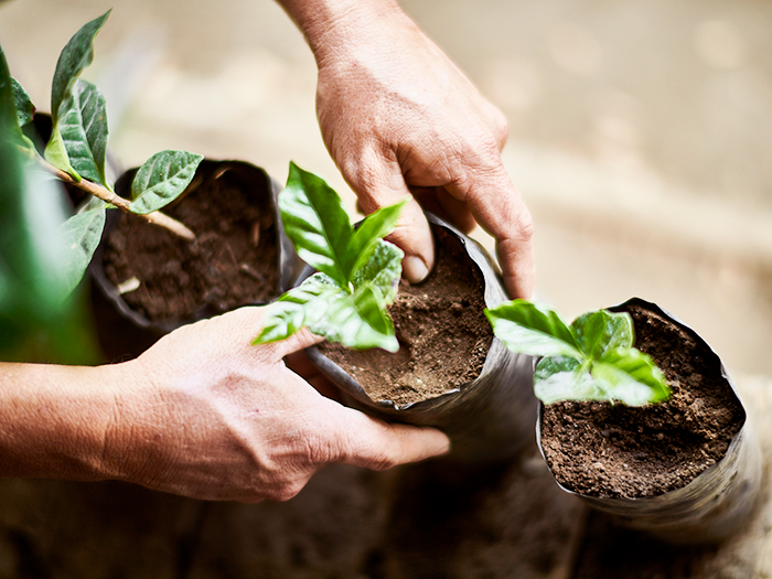 Coffee plants growing