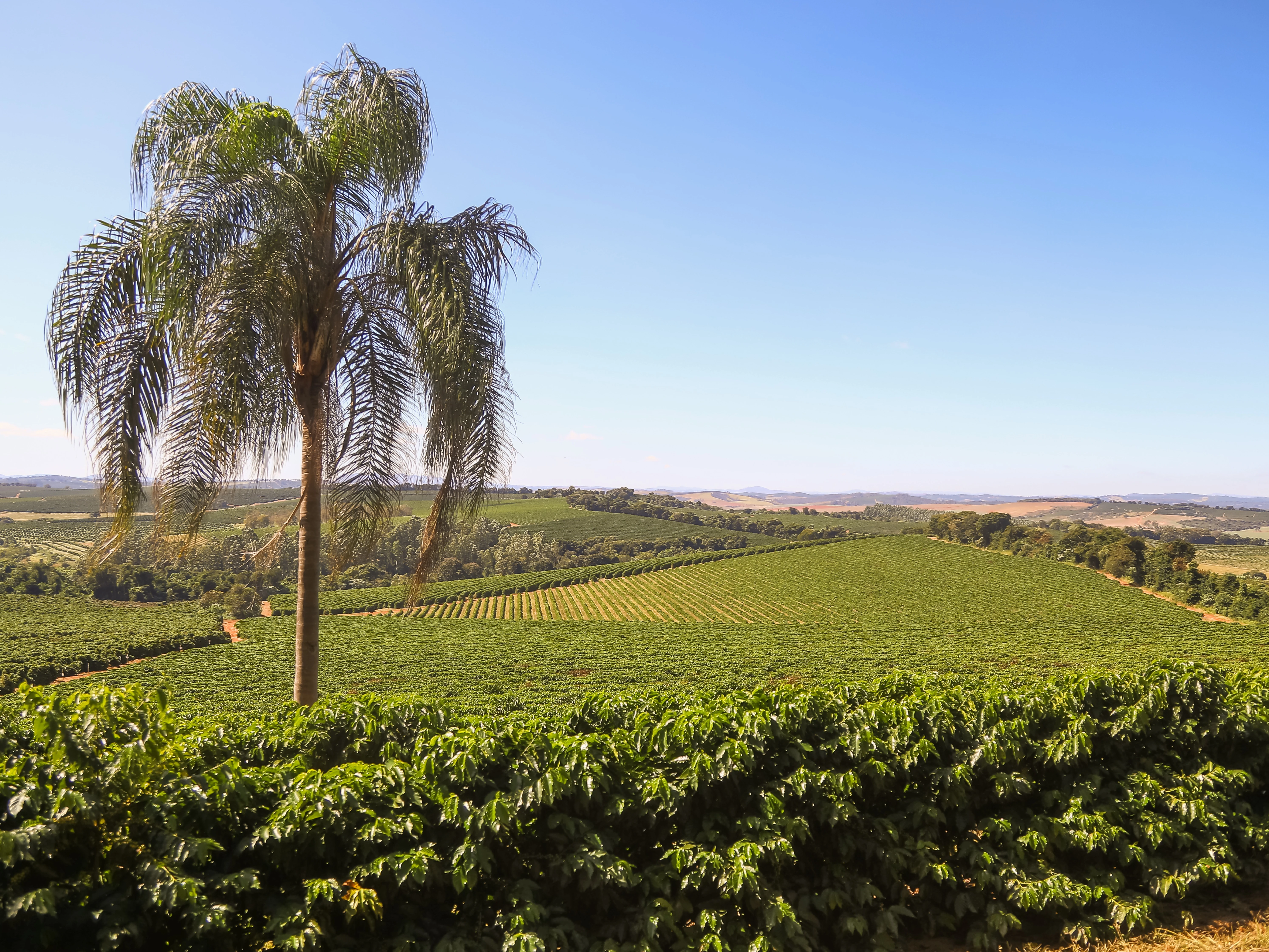 coffee farm in Brazil