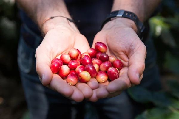 Coffee cherries