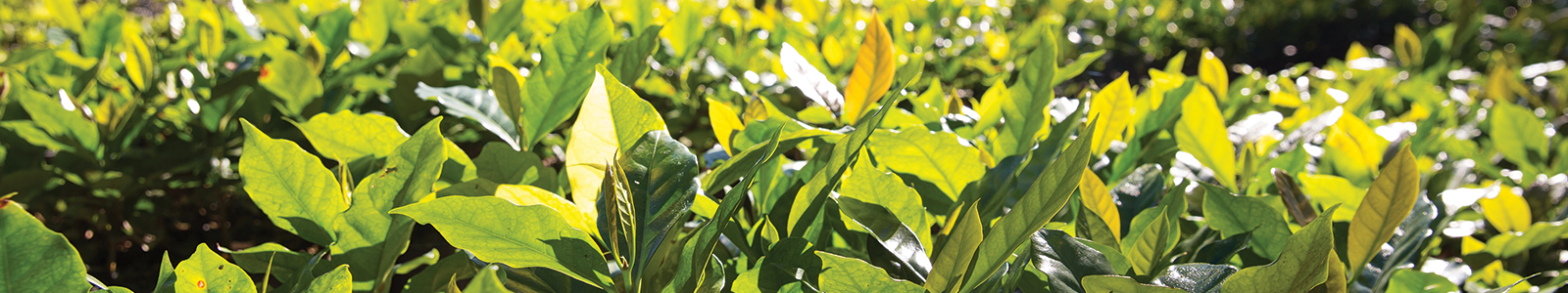 Coffee growing in Nicaragua