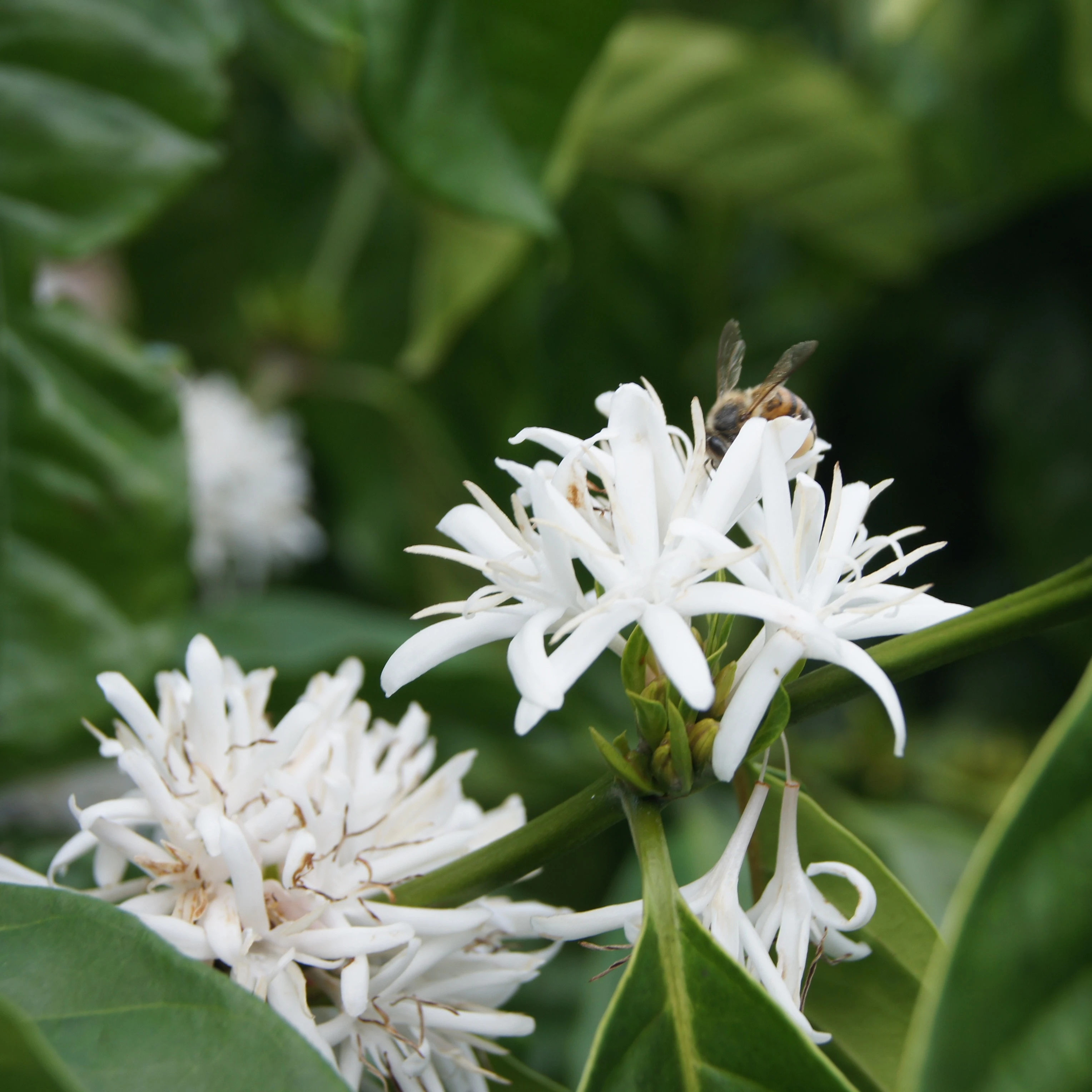 coffee tree blooming