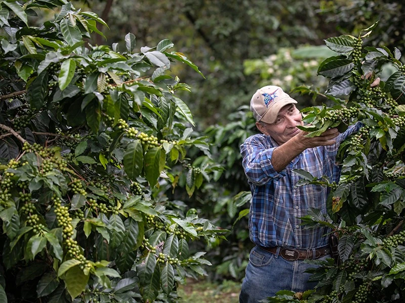 Man in coffee farm