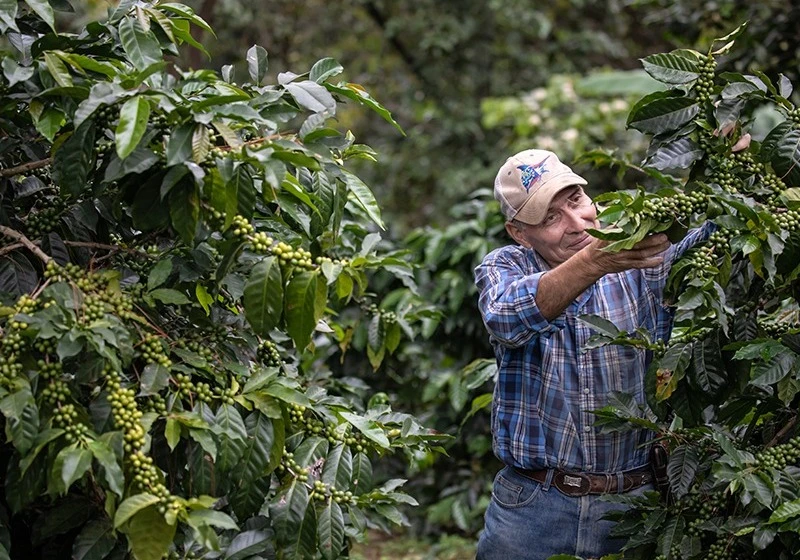 Man in coffee farm