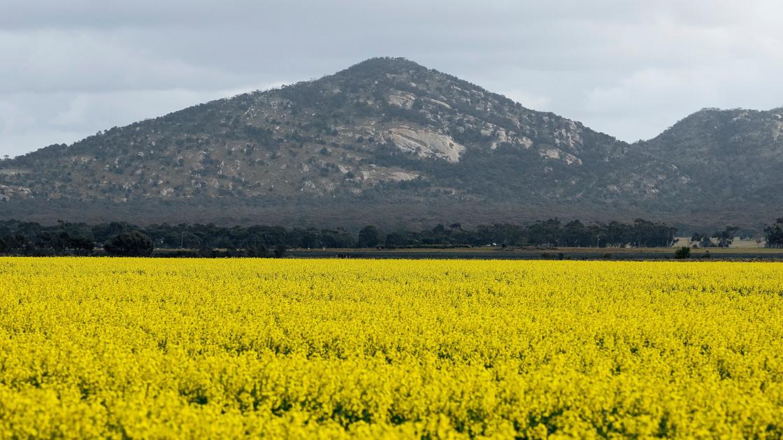 Mountain tops off in the distance with fields of yellow flowers across the foreground. 