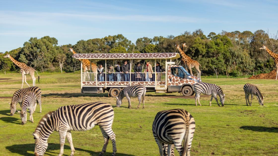 Zebras and giraffes across the green grass plains as an open sided bus drives through with people onboard. 