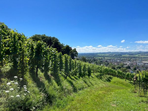 Walking through vineyards to get to the wine