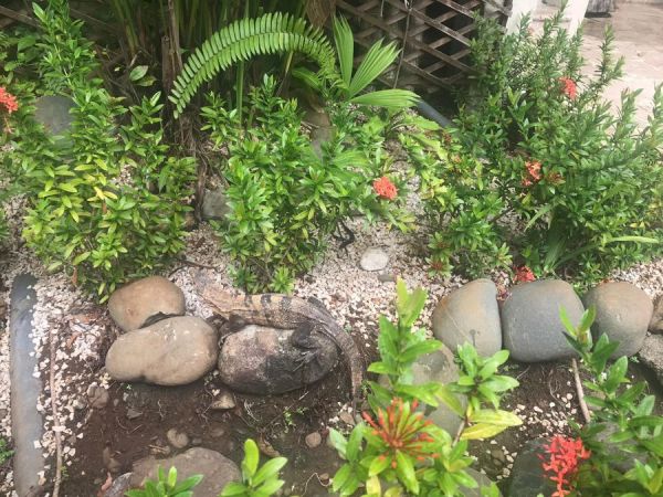 Can you spot the iguana?