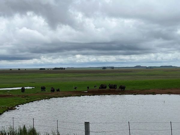 Rhinos at the rest stop.