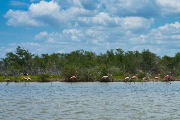 Flamingos in the water