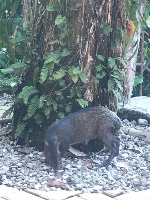 That's an agouti!