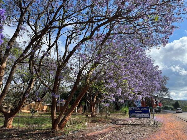 Jacarandas hanging on a little longer.