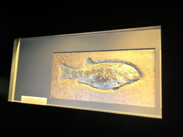 Fossilized fish with scales.