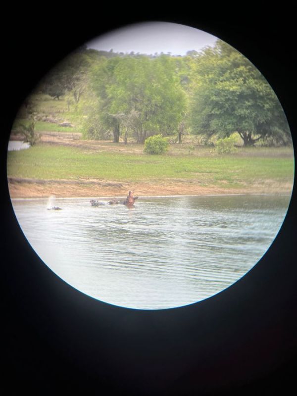 Hippos through the binoculars.