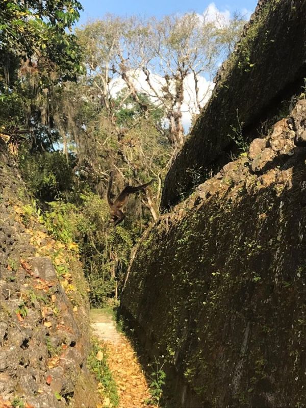 Spider monkey jumps on the ruins