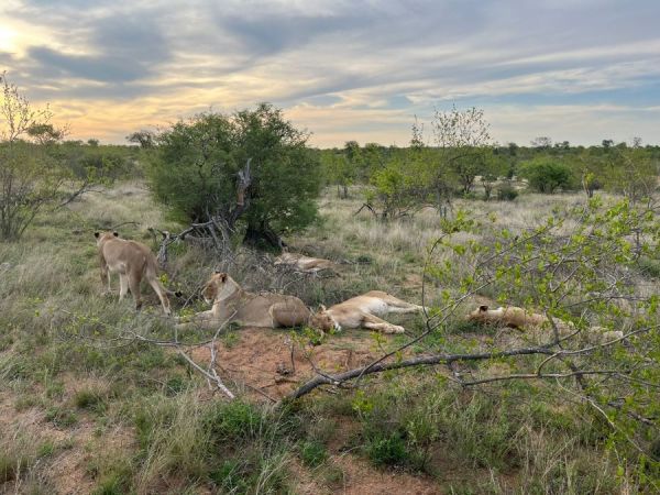 Lions during the sunset drive on day one.