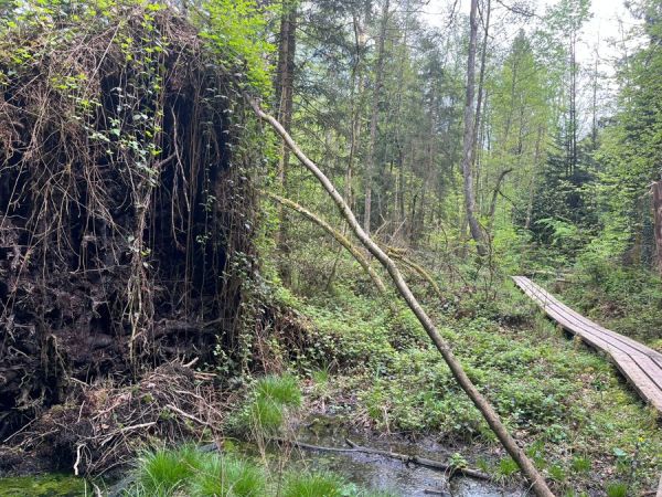 The silent bog walk.