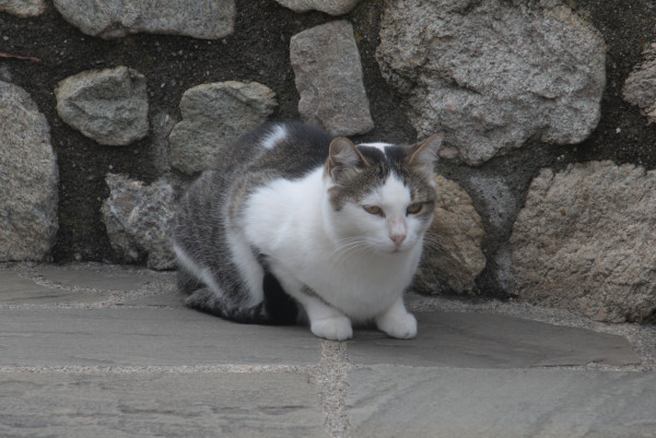 Monastery cats