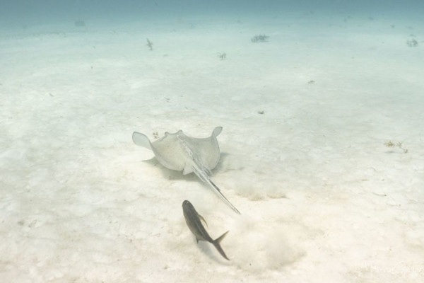 Majestic sea flap flap