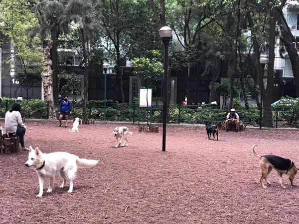 Dog Park in Parque España