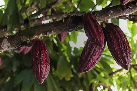 Milka's toewijding Onze cacaoboeren