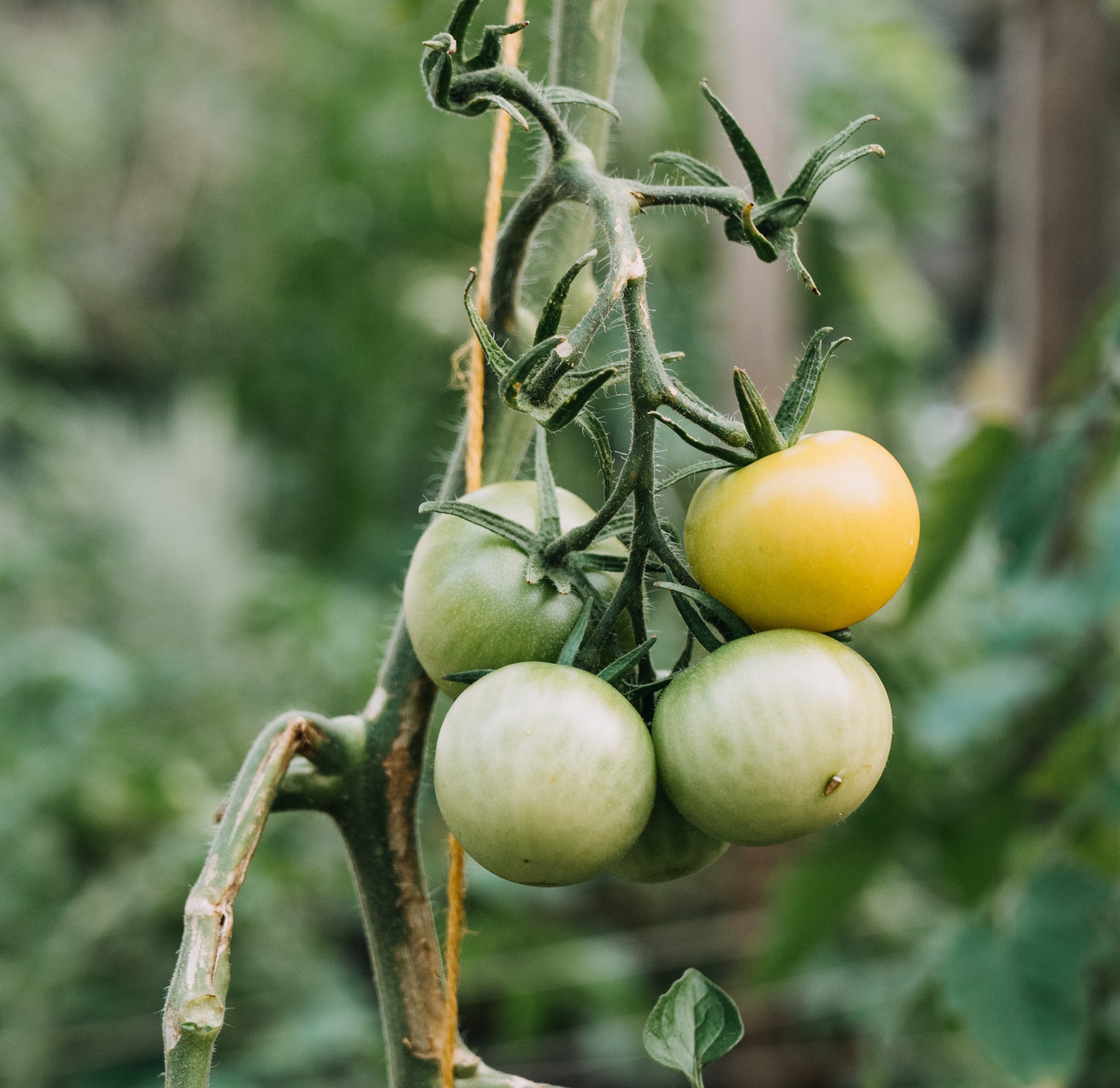 Biologische tomaten