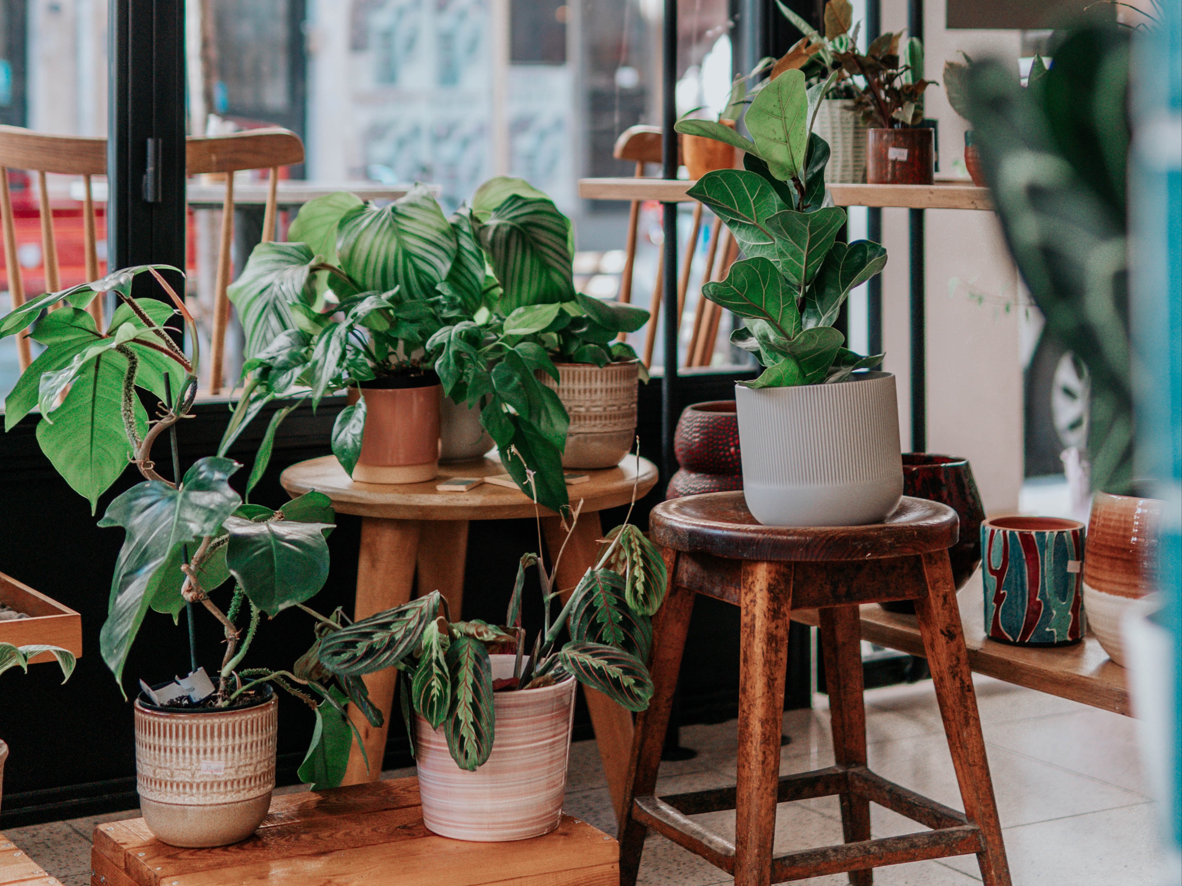 Planten in je huis