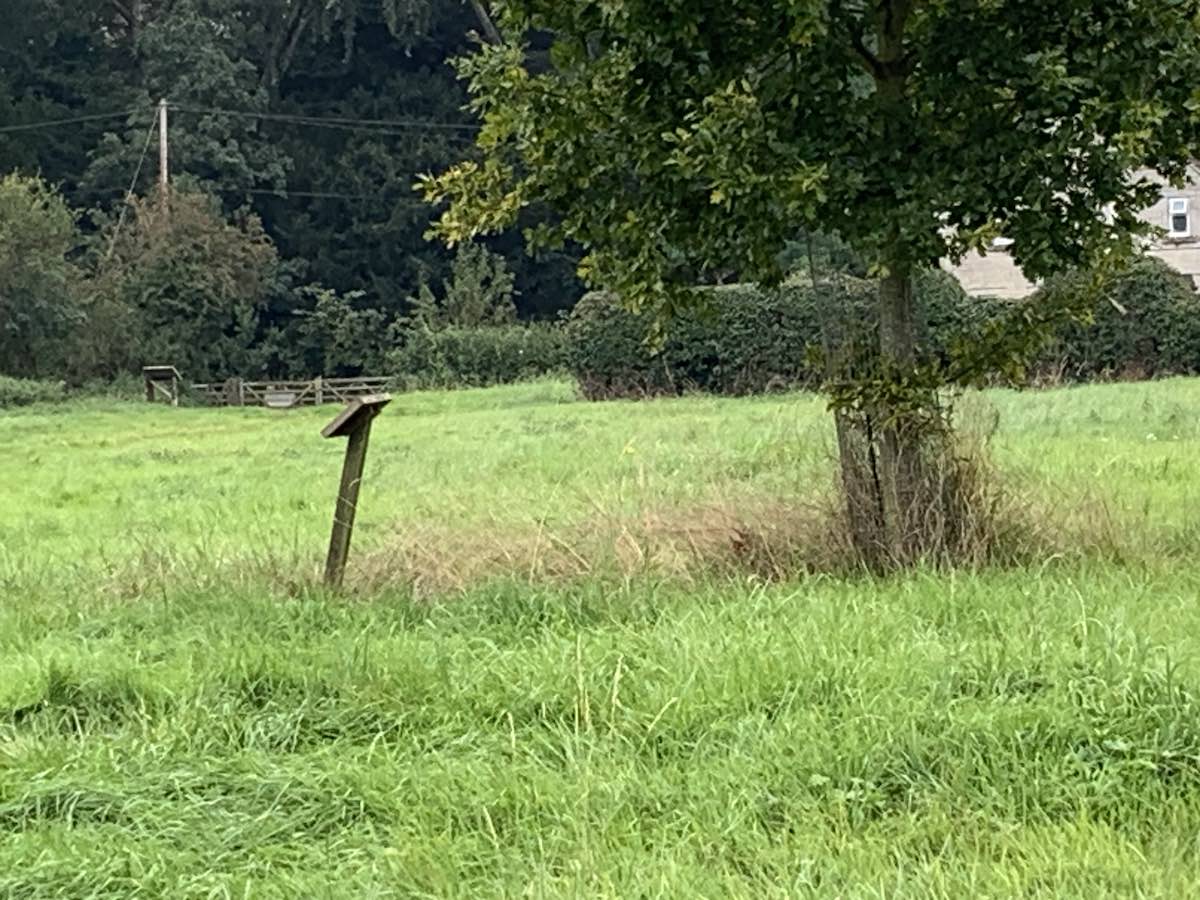 jubilee oak to your right