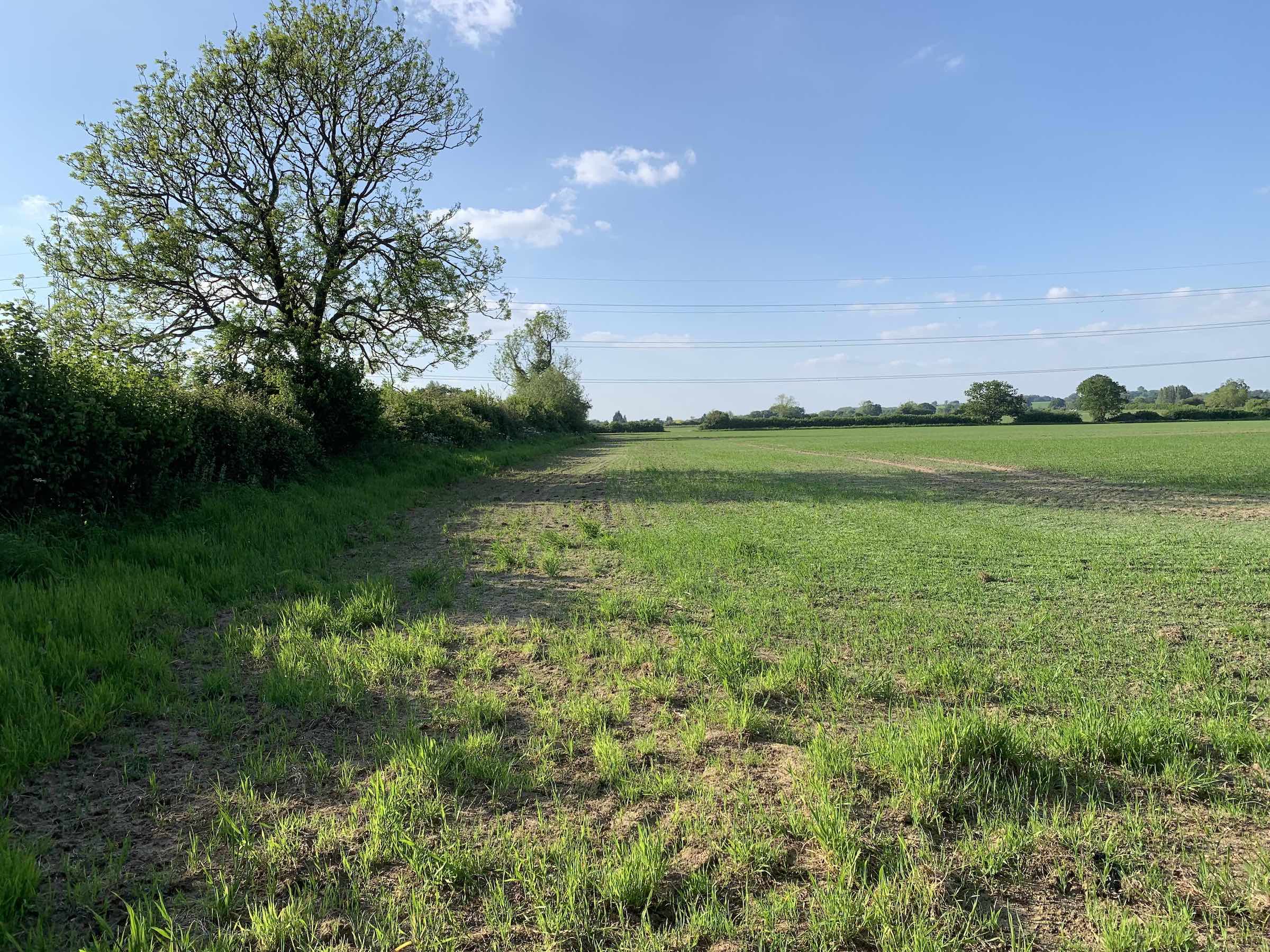 NW corner of Sydneys Wood