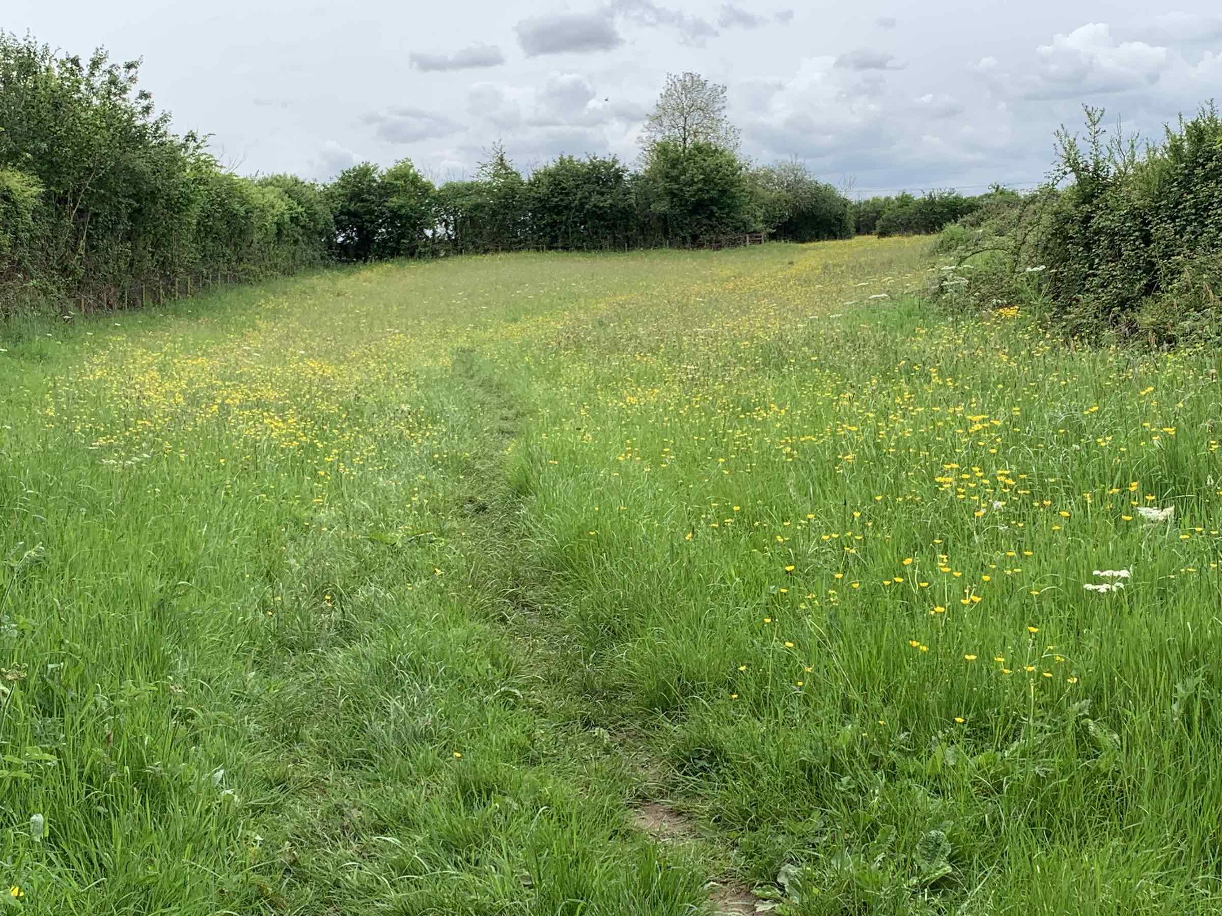 Footpath east alongside the hedge