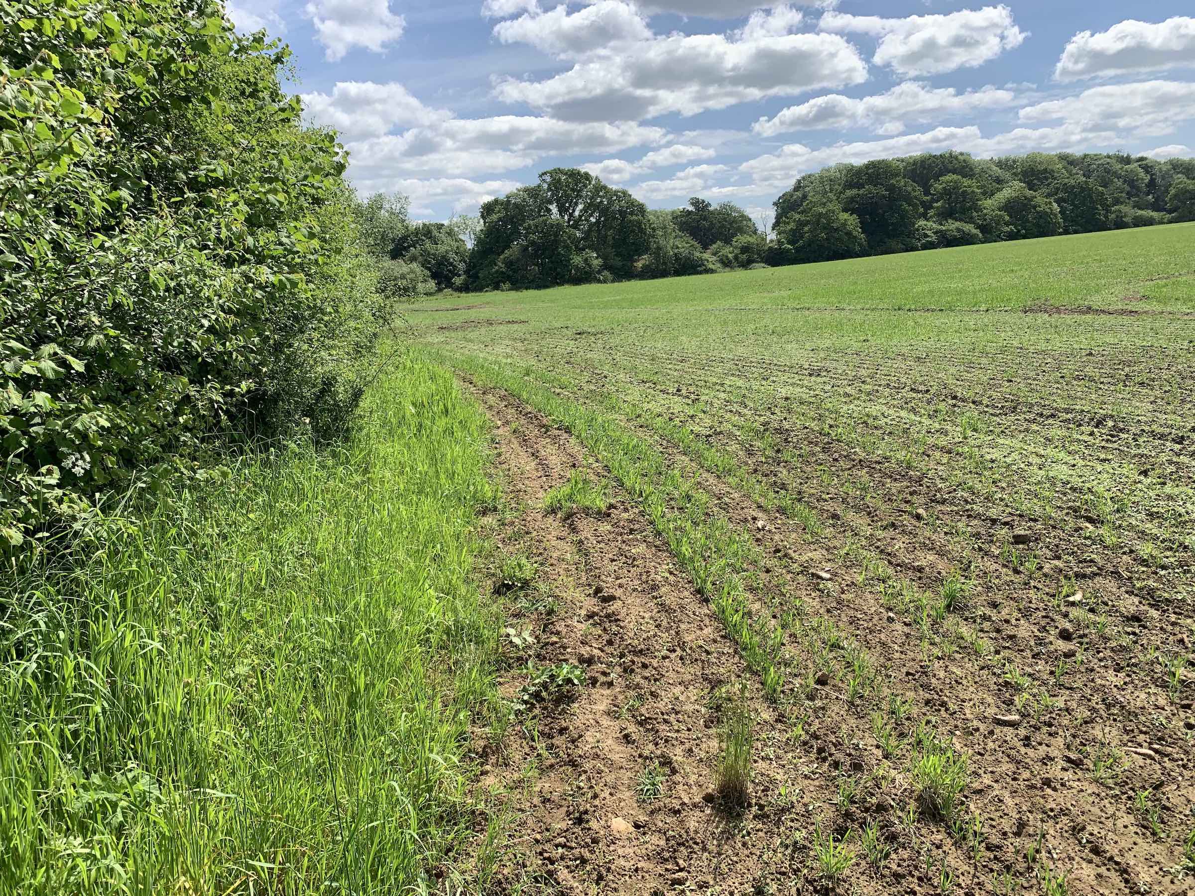 To the right of the hedgerow