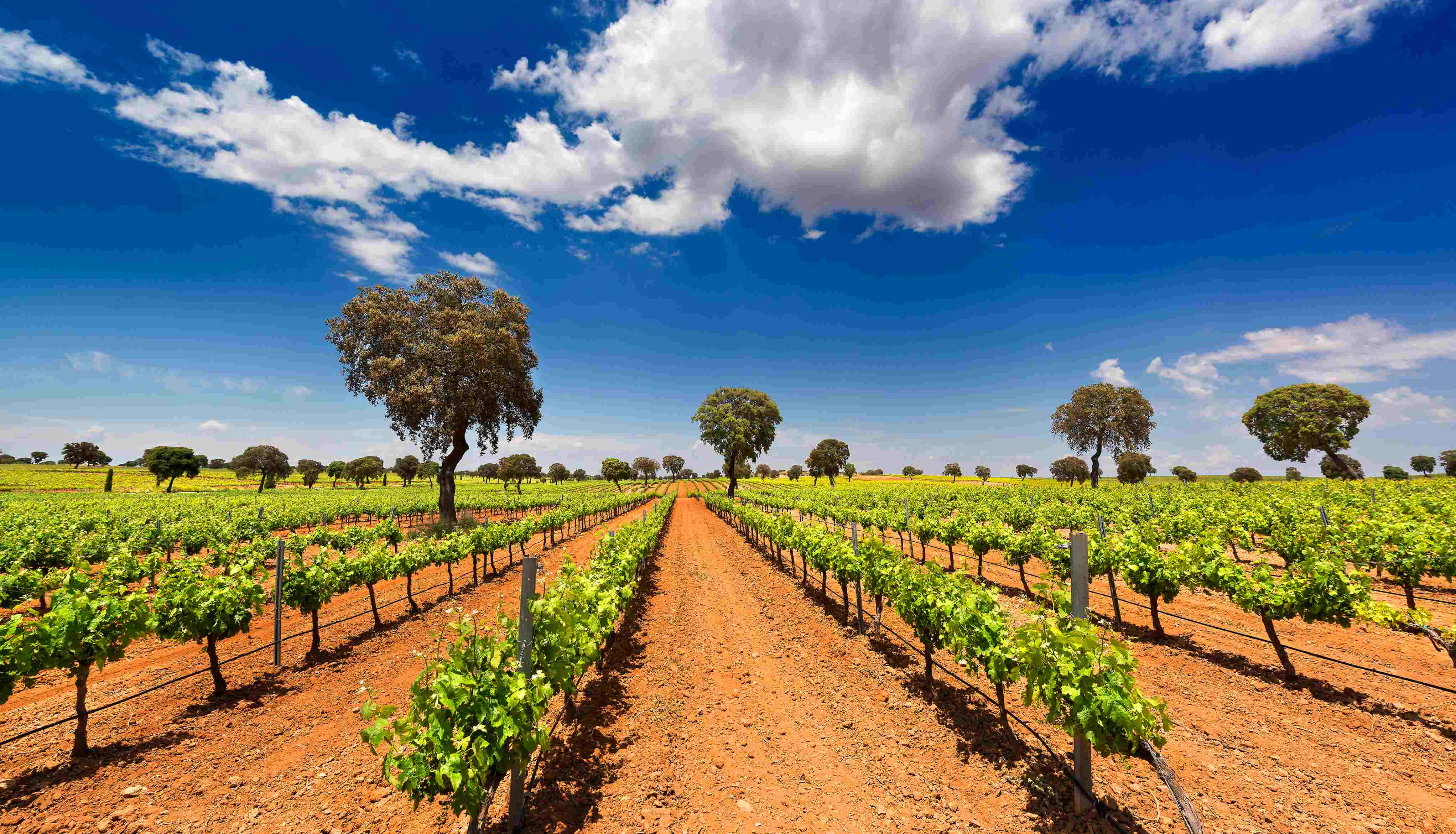 Spanish vineyard with vines in widely spaced straight rows. Very red soils and blue sky.