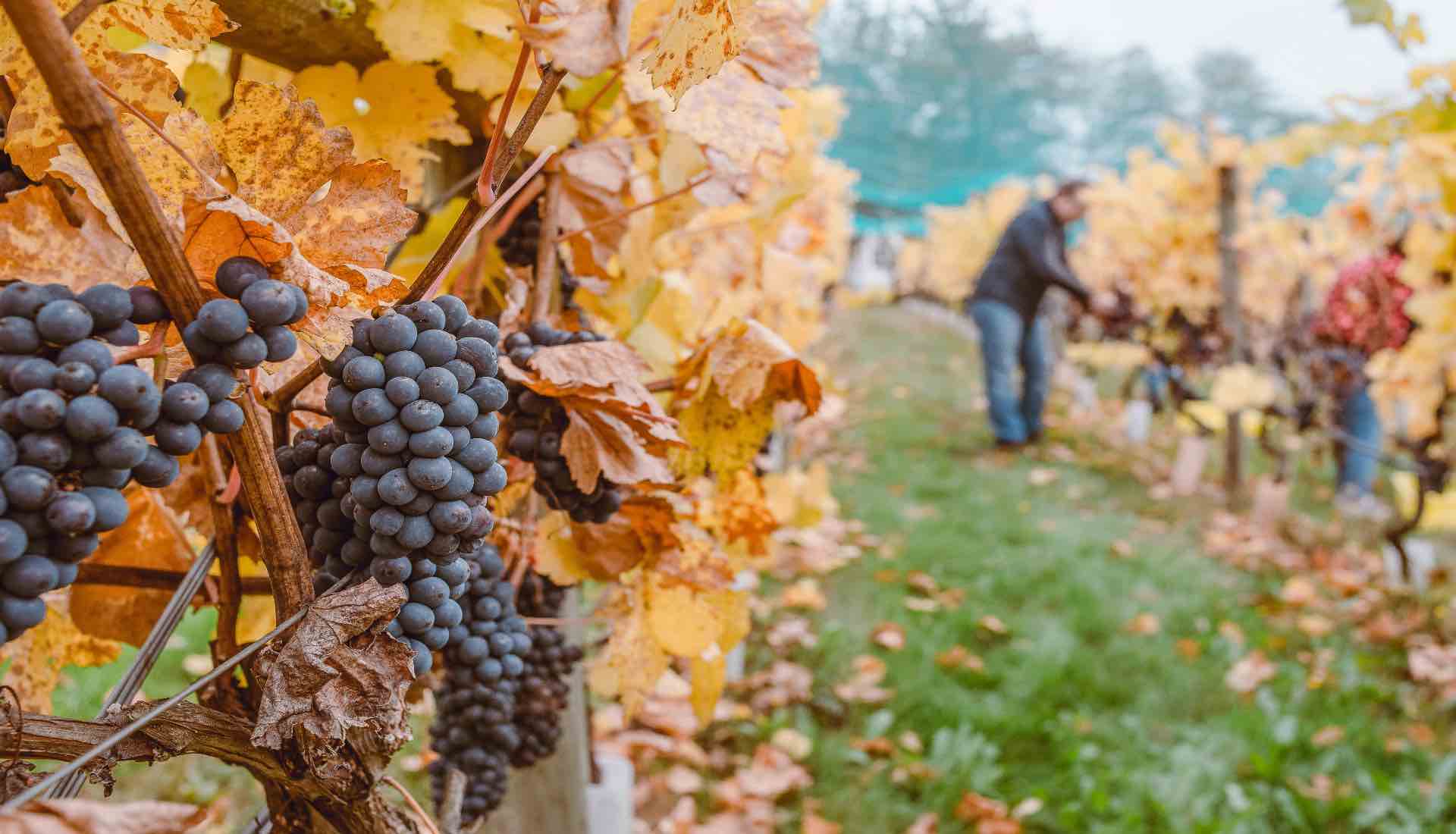 Grapes hanging from vines and Autumnal leaves