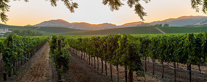 Vineyard in Napa Valley, California at sunset - wine regions