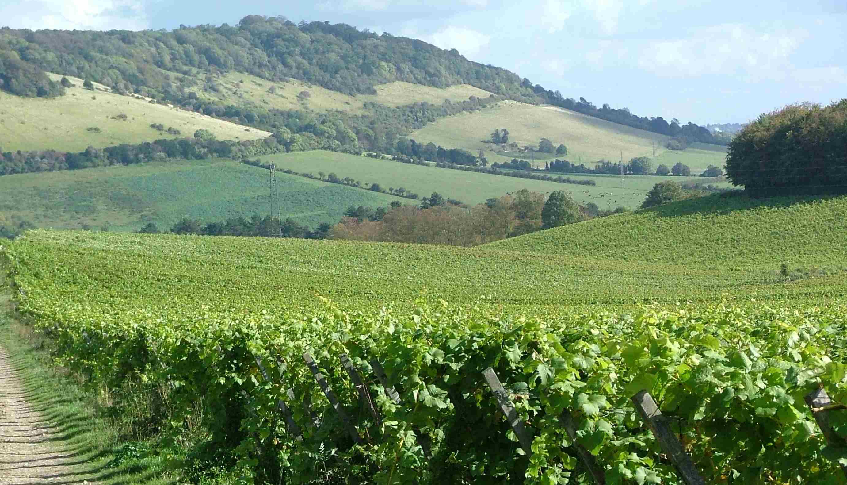 Rolling English hillside with vines in the foreground