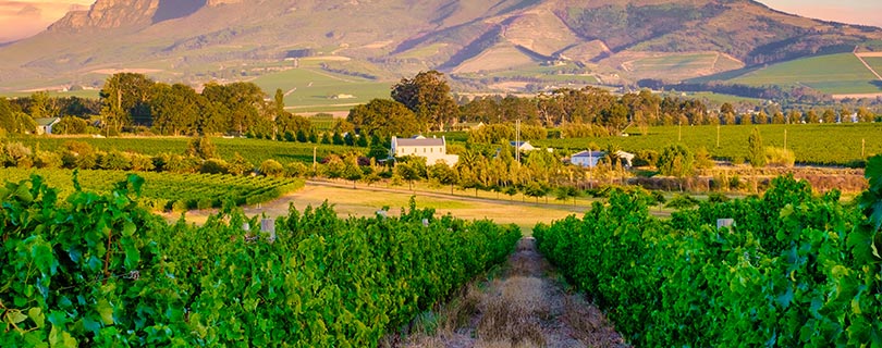 Vineyard landscape at sunset with mountains in Stellenbosch, near Cape Town, South Africa - wine regions