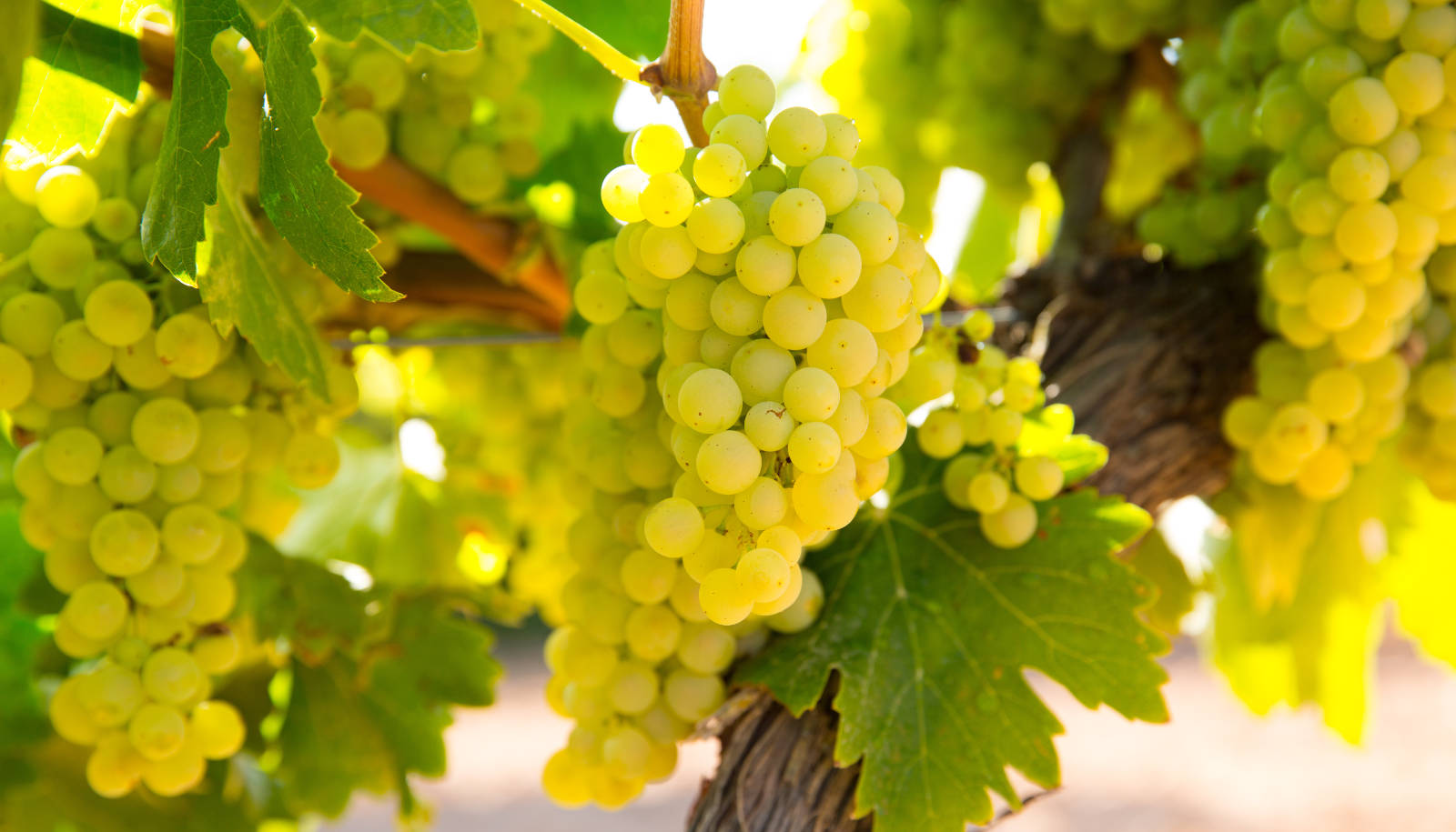 noble grape - white Chardonnay grapes growing on a vine