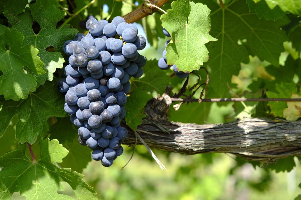 Merlot grapes on vine in France