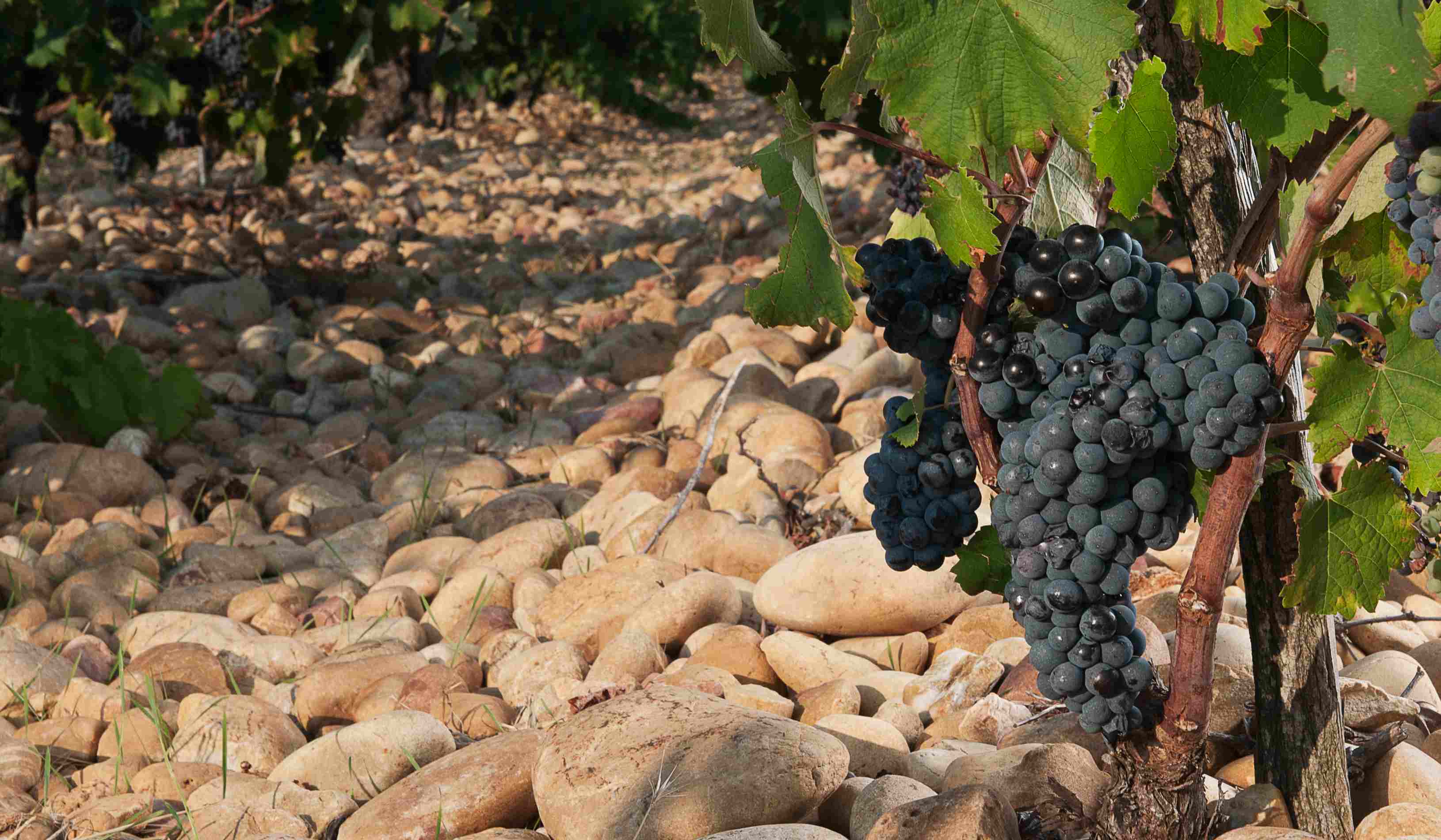 Black grapes hanging from vine planted in stony vineyard