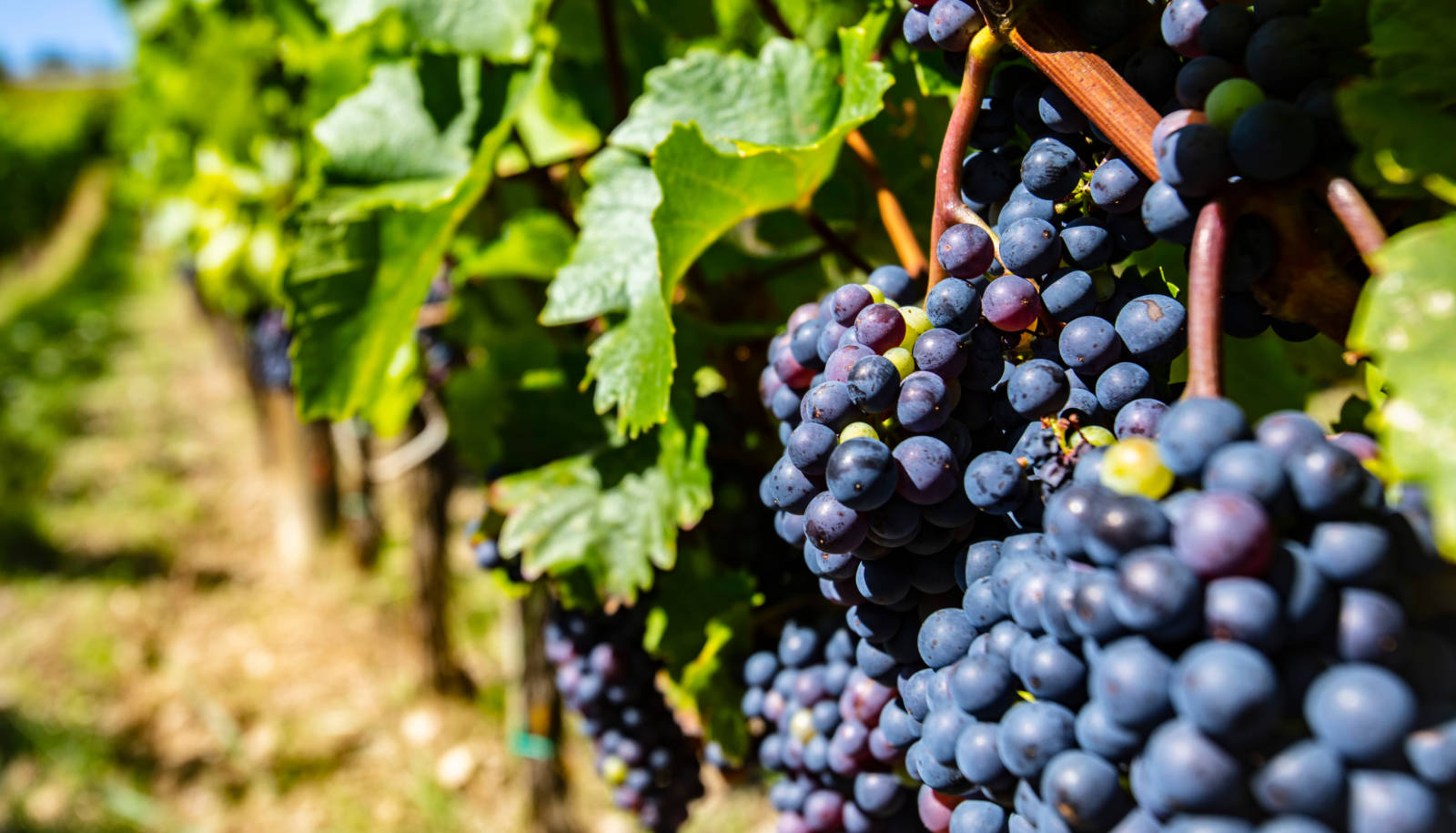noble grape - Merlot grapes growing on a vine in the sunshine