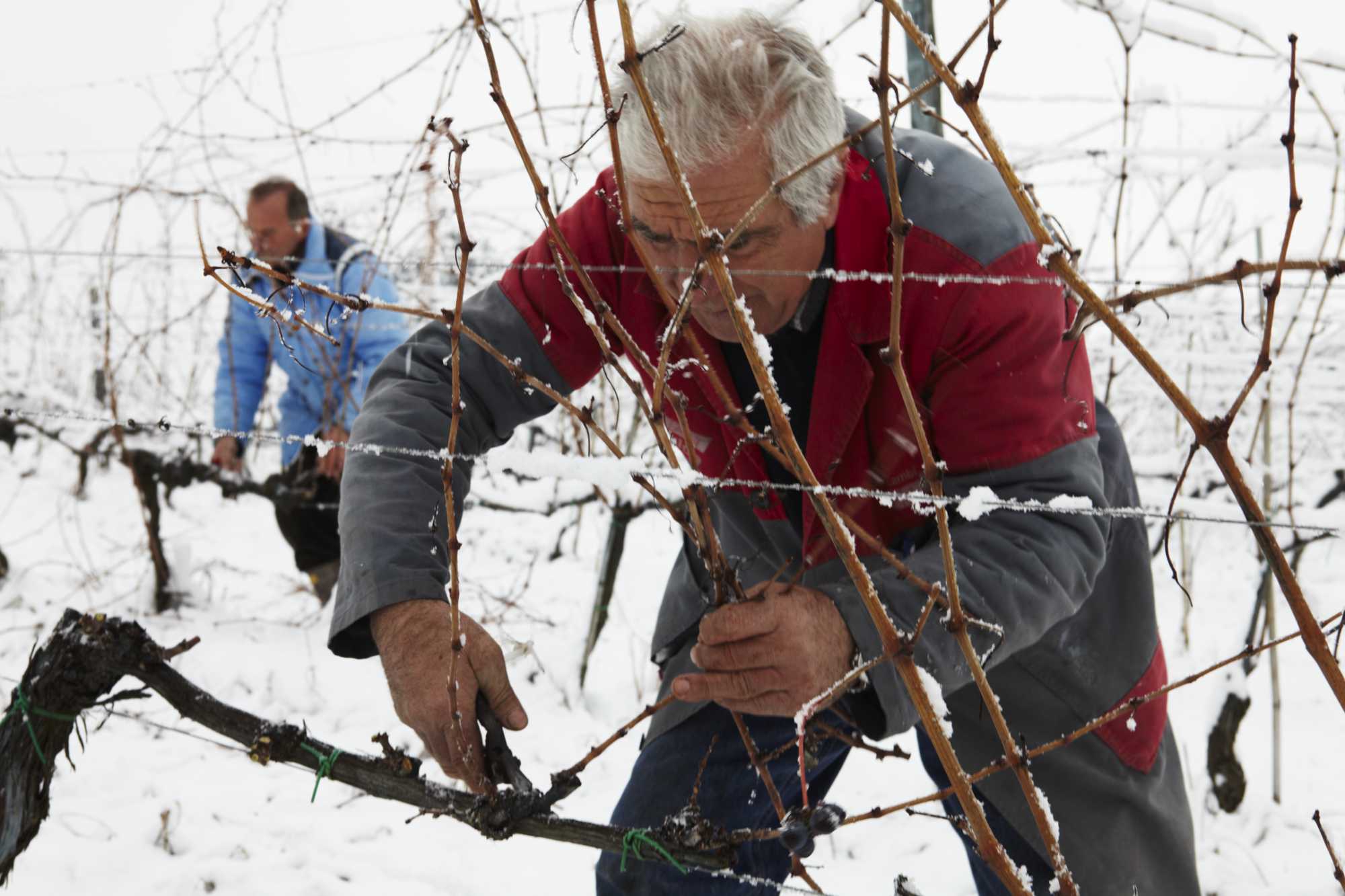 pruning the vines during winter in the vineyard