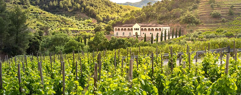 A vineyard in Priorat, Spain, during the day - Spanish red wines
