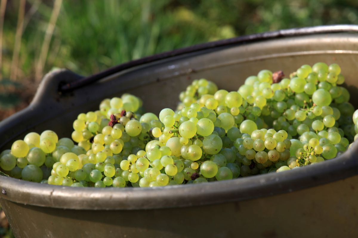 Chardonnay grapes for Chablis