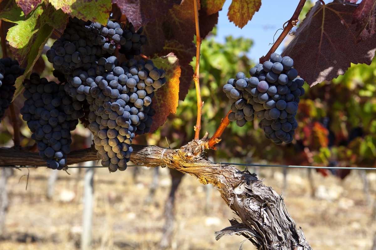 Baga grape on a vine